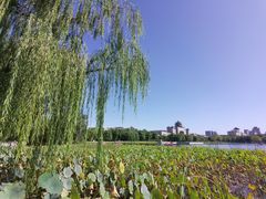 -莲花池公园