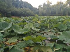 -上海市龙华烈士陵园