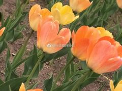 -长春公园(普阳街道)