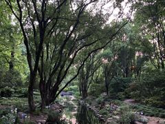 -上海共青森林公园