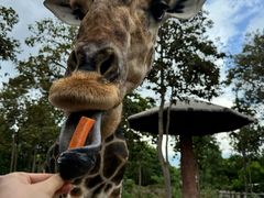 -清迈夜间动物园