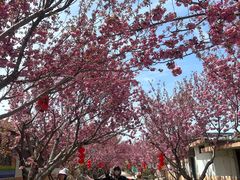 -莱阳濯村樱花园
