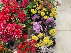-双季花艺园艺市场(浦东店)