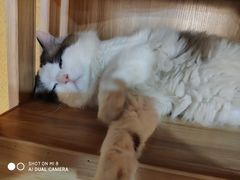 -白兔子密室(长寿路店)