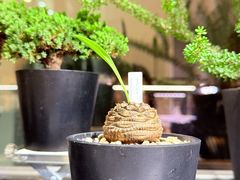 -深圳湾万象城(南山店)