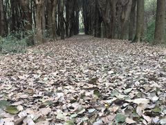 -同里国家湿地公园
