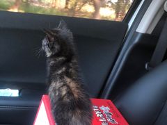 -宠颐生·恒爱宠物医院(静海店)