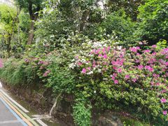-重庆平顶山公园