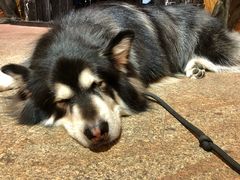 -more than meow吴止猫主题餐厅(承德 中船汇店)