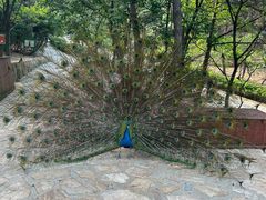 -燕塞湖鸟语林景区