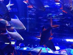 -成都浩海立方海洋公园