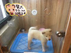 -八公叔叔宠物美容连锁(春申店)