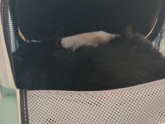 -北京观赏动物医院·24小时大型综合·猫专科·异宠专科