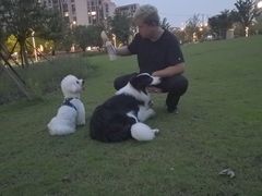 -翊宠yipet猫狗购宠庄园犬舍•猫舍