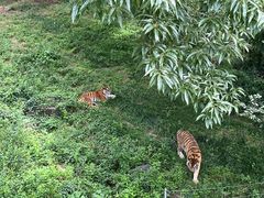 -合肥野生动物园