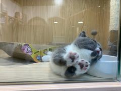 -屋虎猫馆(宝安大仟里店)