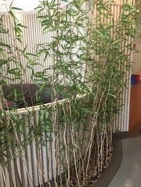 -瑞尔齿科(上海长风大悦城店)