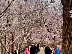 -桃花堤公园