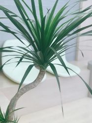 -纯粹医美