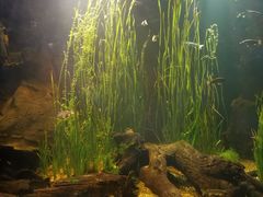 -悉尼海洋生物水族馆