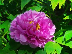 -莲花池公园