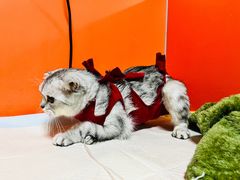 -瑞派福兴宠物医院犬猫全科·骨科·中西医结合(河东店)