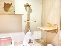 猫咪寄养房间-Double Rui宠物酒店