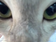 -Heymao猫咖.咖啡厅(东门店)