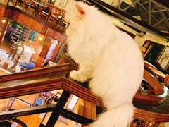 -more than meow吴止猫主题餐厅(承德 中船汇店)