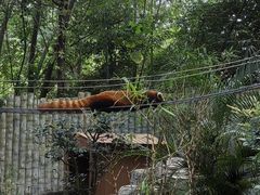 -深圳野生动物园