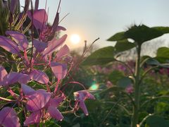 -松山湖梦幻百花洲