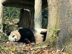 -中国大熊猫保护研究中心雅安碧峰峡基地