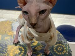-平行世界·猫咖(首经贸店)