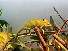 -上海大自然野生昆虫馆(东方明珠·爬宠昆虫探索中心)