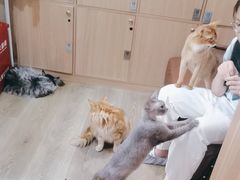 -MOCHA明星猫咖(田子坊店)