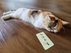 -猫岛主趣味餐厅(鼓浪屿店)