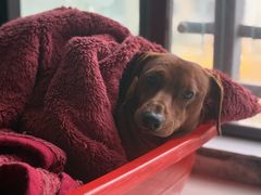 -艾贝尔宠物医院 ·内科全科(梁溪路店)