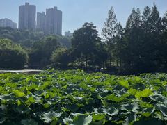 -龙头寺公园