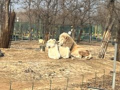 -秦皇岛野生动物园