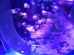 -梦幻海洋王国(吾悦广场张家港店)