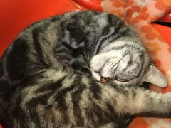 -猫咪博物馆(顶澳仔猫街店)