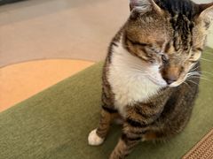 -御宝贝·A梦猫科宠物医院(国际猫友好医院)
