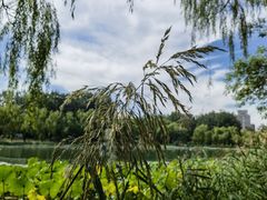 -朝阳公园