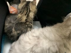 -爱佳宠物中心医院24H·CT·骨外科·猫专科(瑶海万达店)