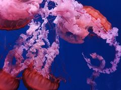 -海合安武汉极地海洋公园