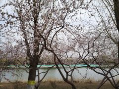 -大兴滨河森林公园