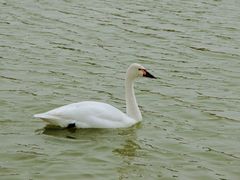 -南大港湿地风景区