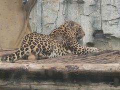 -石家庄市动物园