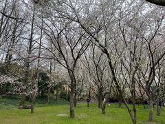 -苏州上方山国家森林公园
