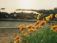 -Cafe Aewol Monsant